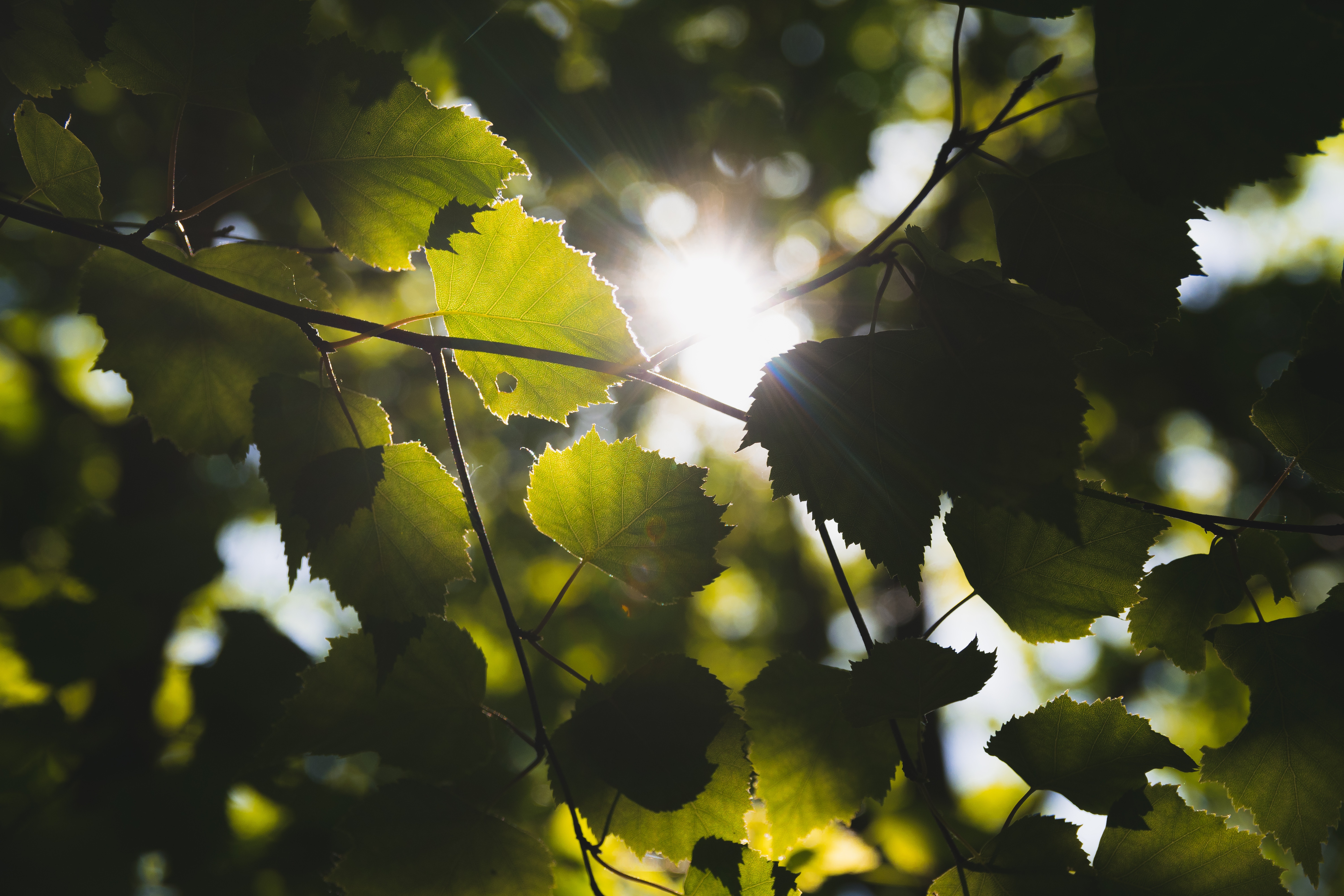 Green leaves in sun light