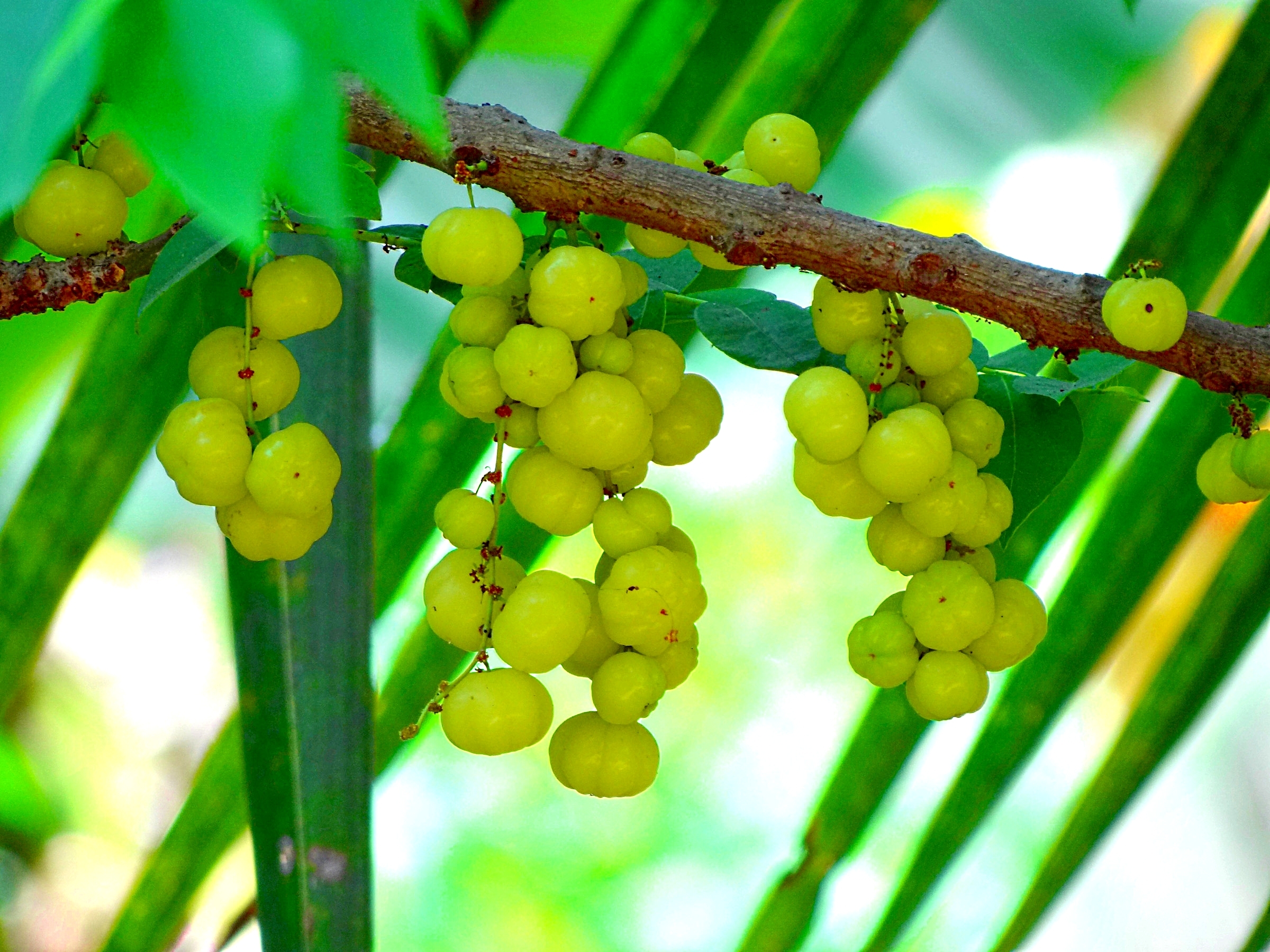 Indian gooseberry