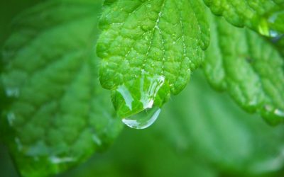 Melissa officinalis (Lemon Balm/Citroenmelisse)