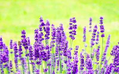 Do You Know How to Use Lavender Medicinally?