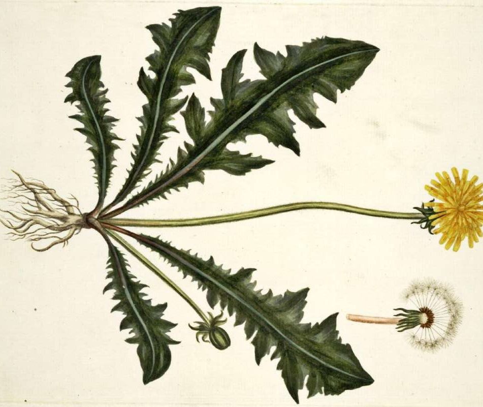 Dandelion